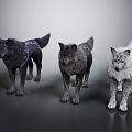 Three Different Colored Wolves Standing In Studio With Realistic Fur Details