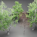 Various Arbor Trees Displaying Green Foliage And Different Growth Forms 3d model