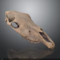 Detailed Animal Skull Skeleton with Anatomical Structure and Fossil Teeth Features