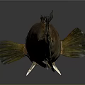 Brown Fish with Spikes and Fins on Black Background with Reflection