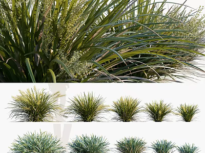 Various Different Types of Ornamental Grasses for Garden Landscaping With Green Foliage Varieties 3d model