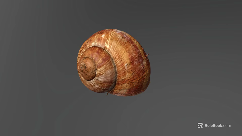 Brown Spiral Snail Shell With Natural Texture On Gray Background 3d model 