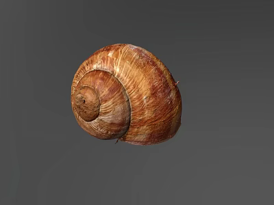 Brown Spiral Snail Shell With Natural Texture On Gray Background 3d model