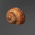 Brown Spiral Snail Shell With Natural Texture On Gray Background 3d model