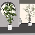 Modern Indoor Bonsai Plants in White Pots with Circular Wall Decor and Minimalist Style
