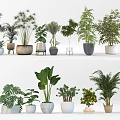 Bonsai and Potted Plants For Indoor Home Decor Featuring Various Green Species And Stylish Planters