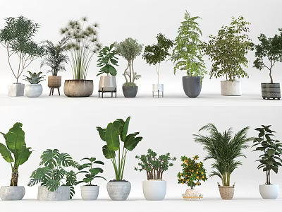 Bonsai and Potted Plants For Indoor Home Decor Featuring Various Green Species And Stylish Planters 3d model