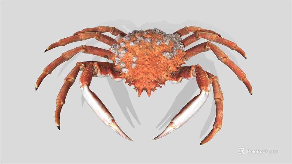 Giant King Crab Marine Aquatic Animal With Orange Spiny Shell And Large White Claws 3d model 