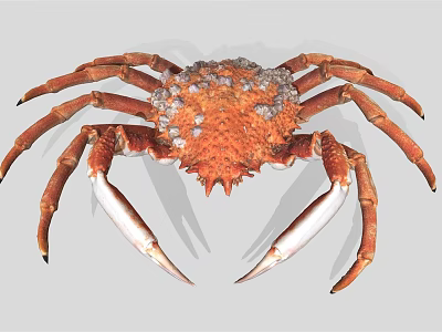 Giant King Crab Marine Aquatic Animal With Orange Spiny Shell And Large White Claws 3d model