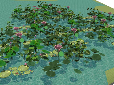 Pink Lotus Flowers With Lush Green Leaves Floating On Clear Water Surface 3d model