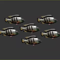 Group of Aquatic Fish With Black White Stripes Green Accents And Reflections On Gray Background