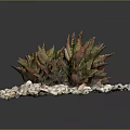 Succulent Plant with Red Green Leaves on Round White Pebble Base for Indoor Decorative