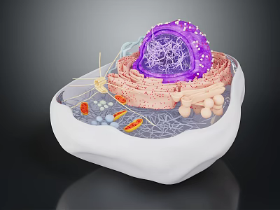 Organ And Hair Follicle Cell Structure 3D Model With Nucleus And Organelles 3d model
