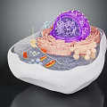 Organ And Hair Follicle Cell Structure 3D Model With Nucleus And Organelles