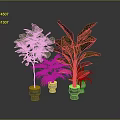 Indoor Green Plants with Lush Large Leaves in Light Ceramic Pots Against Gray Background