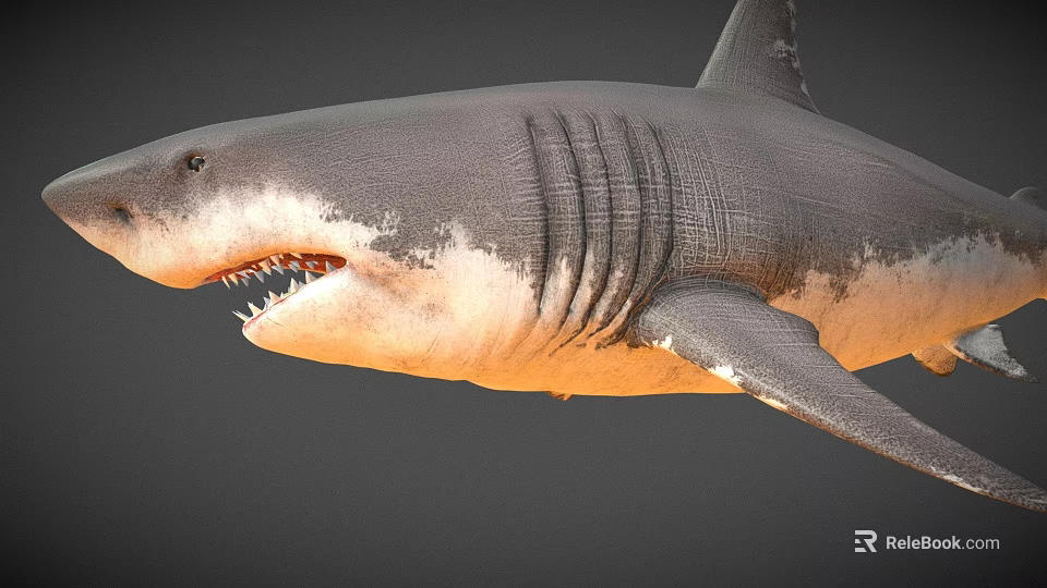 Realistic 3D Shark Model With Sharp Teeth And Detailed Gray Body 3d model 