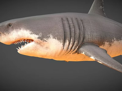 Realistic 3D Shark Model With Sharp Teeth And Detailed Gray Body 3d model