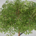 Different Sizes of Trees with Lush Green Leaves and Brown Trunks Displaying Various Growth Stages