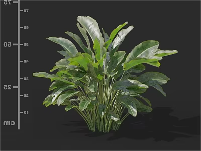 Lush Green Plant with Large Leaves Clustered Stems and Nearby CM Measurement Scale 3d model