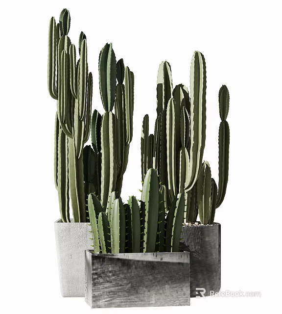 Tall And Short Cactus Bonsai Potted Plants In Gray Concrete Pots Arrangement 3d model 