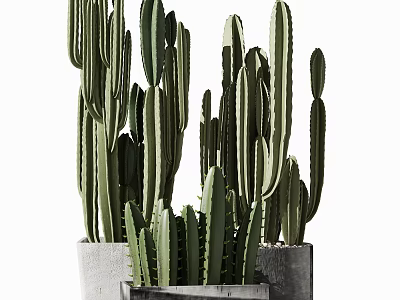 Tall And Short Cactus Bonsai Potted Plants In Gray Concrete Pots Arrangement 3d model