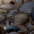 Large Stones And Natural Wooden Logs With Smooth Surface For Garden Decor