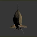 Brown Carp Fish With Scales Fins And Tail On Dark Background With Reflection