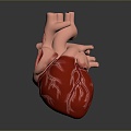 Heart Heart Human Heart Heart Anatomical Organs Human Organs Human Body 3d model