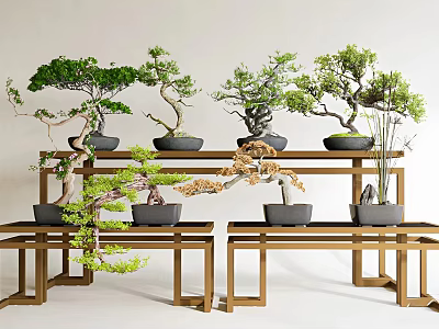 Elegant Bonsai Plants Display On Wooden Shelves For Interior Home Decor 3d model
