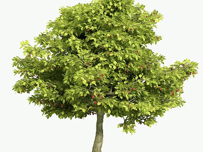 Lush Arbor With Green Leaves And Red Fruits On Healthy Branches 3d model