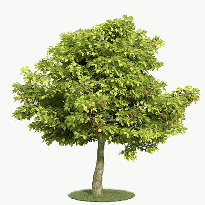 Lush Arbor With Green Leaves And Red Fruits On Healthy Branches 3d model