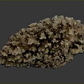 Exquisite Natural Coral Specimen With Intricate Branching Structure On Dark Background