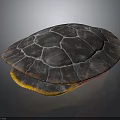 Turtle Displaying Detailed Shell With Dark Surface White Patterns And Yellow Underside