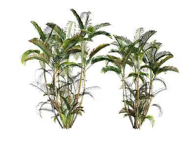 Tall Healthy Tropical Palm Trees With Lush Green Fronds And Slender Trunks 3d model