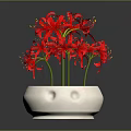Blooming Red Spider Lilies in White Ceramic Pot with Purple Sand Soil
