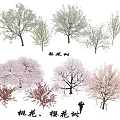 Arbor Collection Featuring Blossoming Peach Cherry Trees In Pink White Red 3d model
