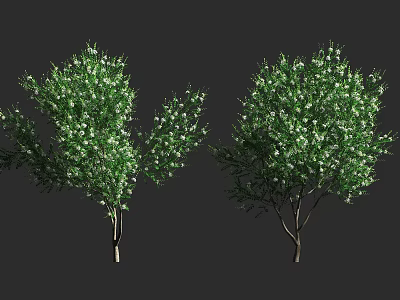 Two Lush Green Arbor Trees With White Flowers And Dense Foliage 3d model