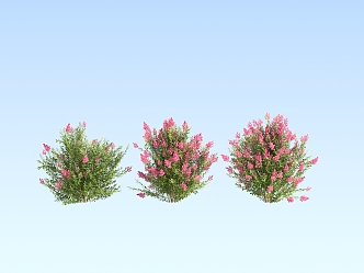 Modern shrub Lagerstroemia indica 3d model