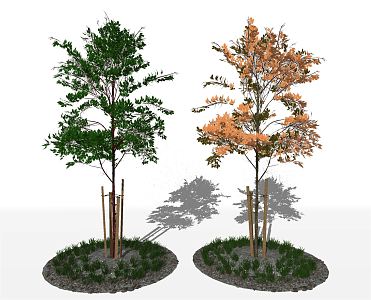 Modern Tree Small Tree Pit 3d model