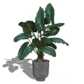 Large Leaf Potted Plant With Green Foliage And Grey Ceramic Pot For Indoor Decor