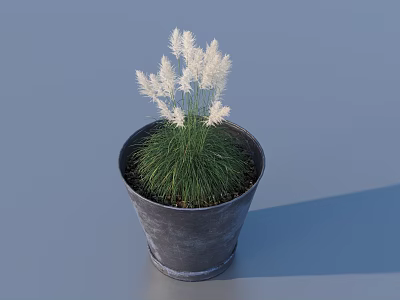 Bonsai Potted Plant with Black Pot Green Grass like Foliage and White Feathery Flowers 3d model