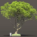 Tall Green Tree With Dense Foliage Brown Trunk And People At Base