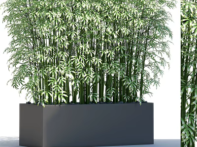 Tall Green Bamboo Plants In Rectangular Black Container For Home Decor 3d model