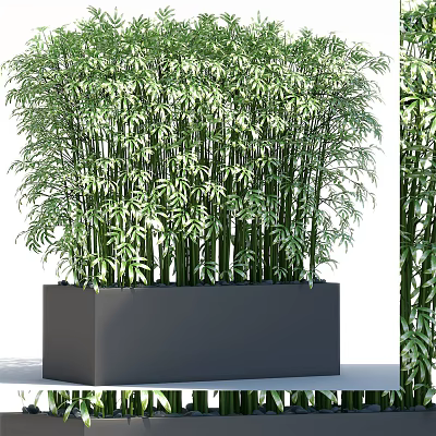 Tall Green Bamboo Plants In Rectangular Black Container For Home Decor 3d model