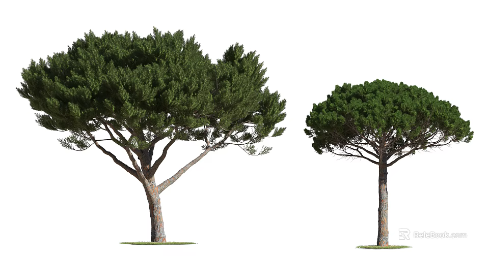 Two Arbor Trees With Lush Green Foliage And Strong Trunks In Natural Growth 3d model 