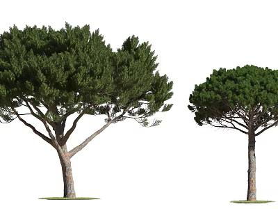 Two Arbor Trees With Lush Green Foliage And Strong Trunks In Natural Growth 3d model