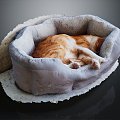 Modern cat kennel dog kennel pet kennel 3d model