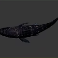 Distinctive Purple Spotted Fish With Blue Fins And Shiny Scales