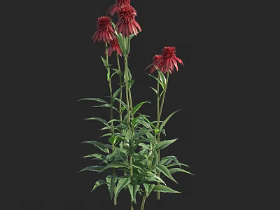 Lush Red Flowers With Fresh Green Leaves On Tall Green Stems 3d model