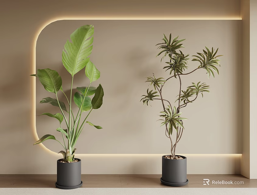 Potted Bonsai Plants With Large Broad And Feathery Leaves On Beige Background With Arched Lighting 3d model 